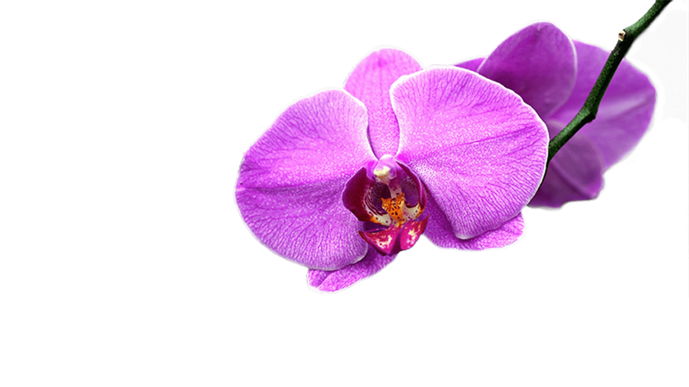 orquideader